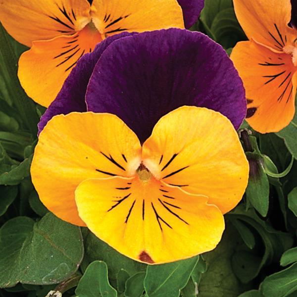 Viola cornuta - Penny™ Orange Jump-Up Viola