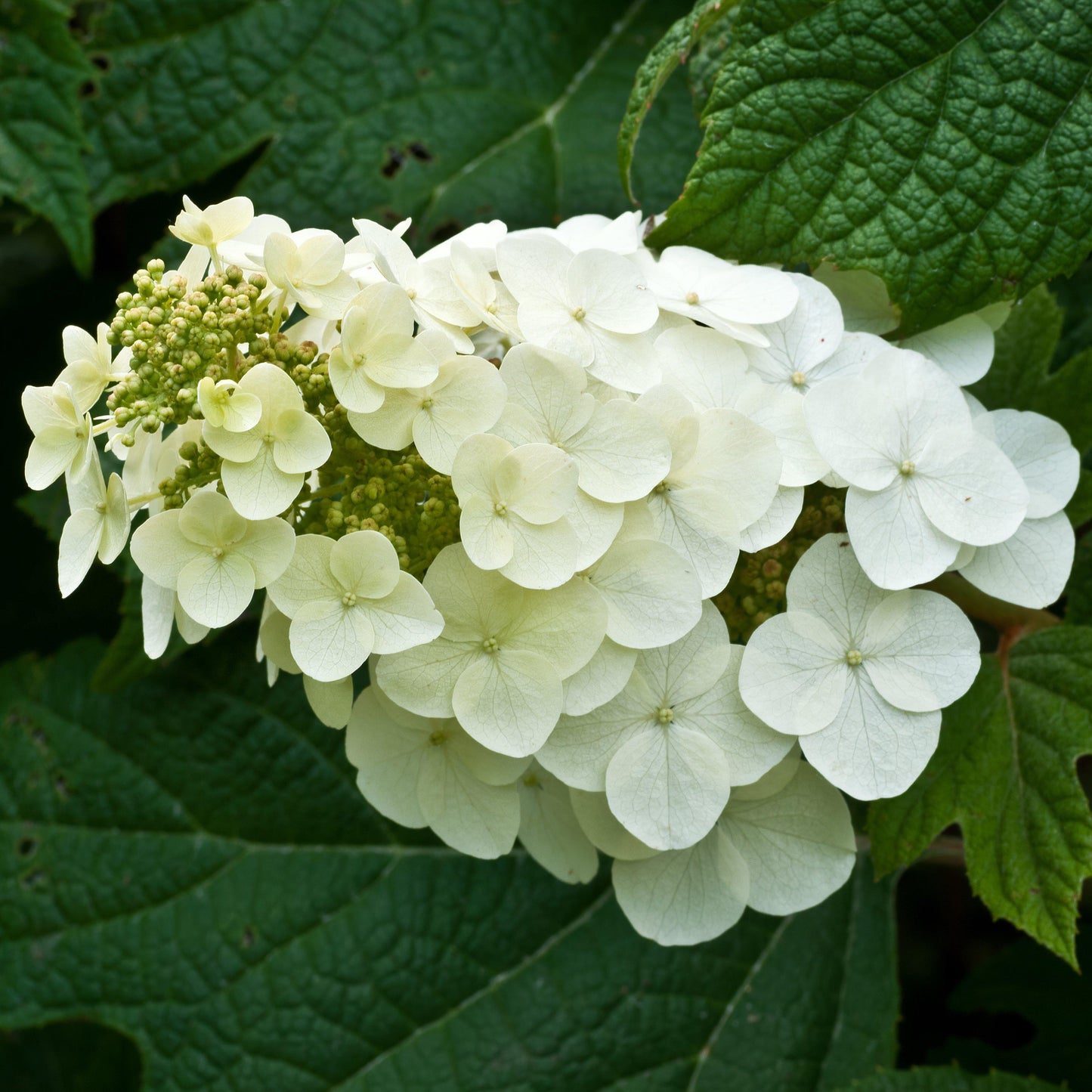 Hydrangea quercifolia - Alice Oakleaf Hydrangea