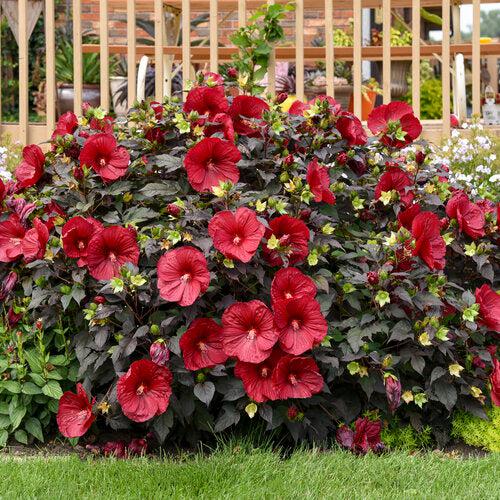 Hibiscus - Summerific® Holy Grail Hibiscus