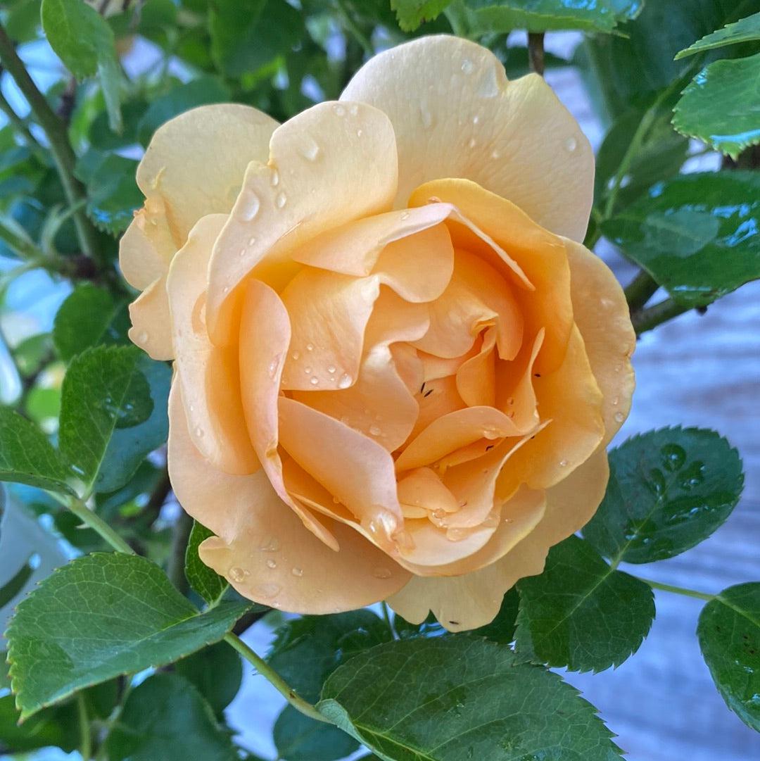 Rosa - Julia Child™ Rose