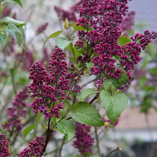 Syringa 'Bailbridget'  - First Editions® Virtual Violet® Lilac