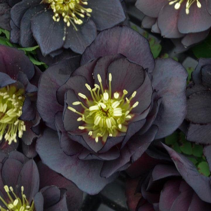 Helleborus - Honeymoon® Dark and Handsome Lenten Rose