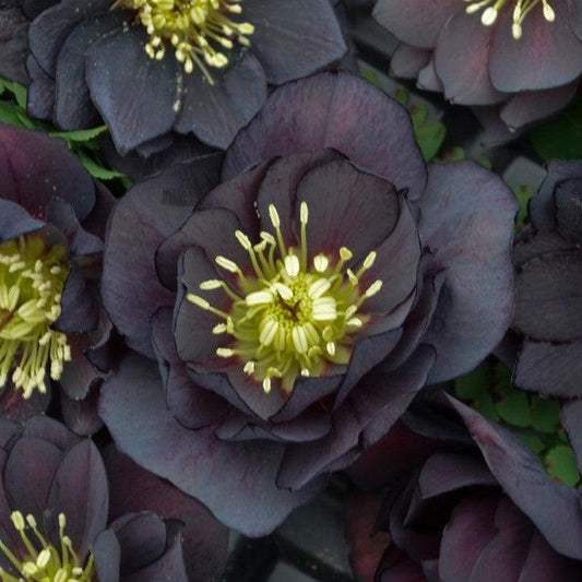 Helleborus - Honeymoon® Dark and Handsome Lenten Rose