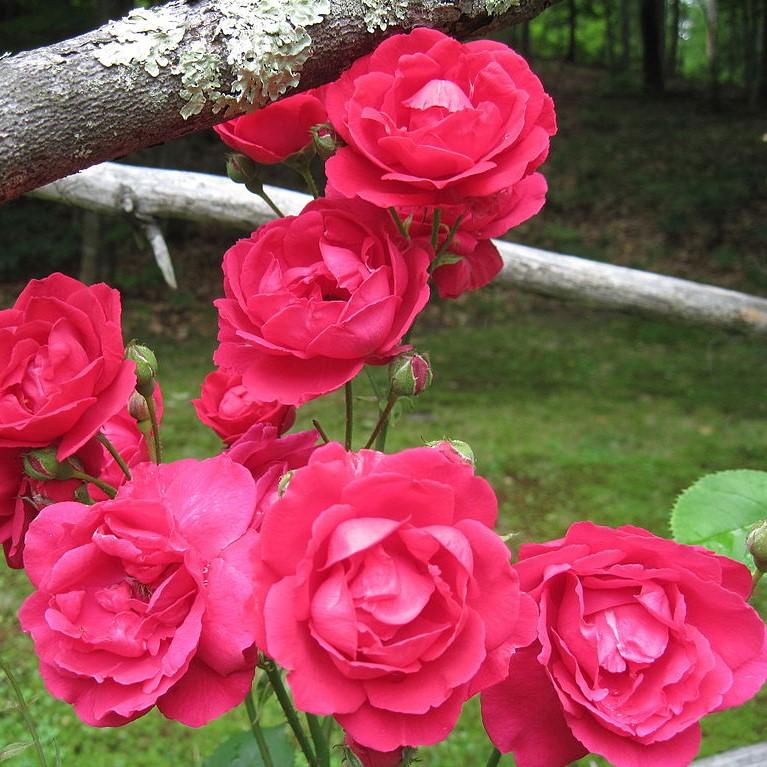 Rosa - Blaze Climbing Rose