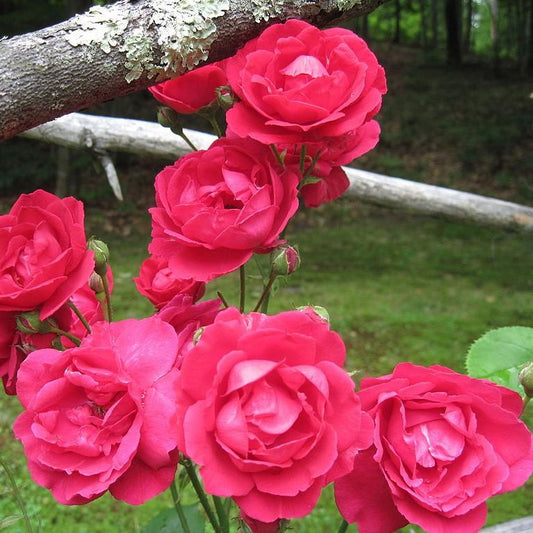 Rosa - Blaze Climbing Rose