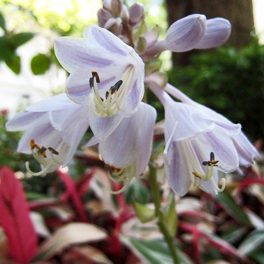 Hosta - Patriot
