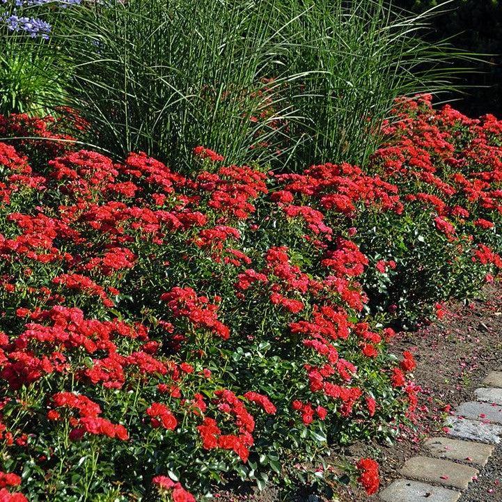 Rosa x - Flower Carpet® Mini Cherry Rose