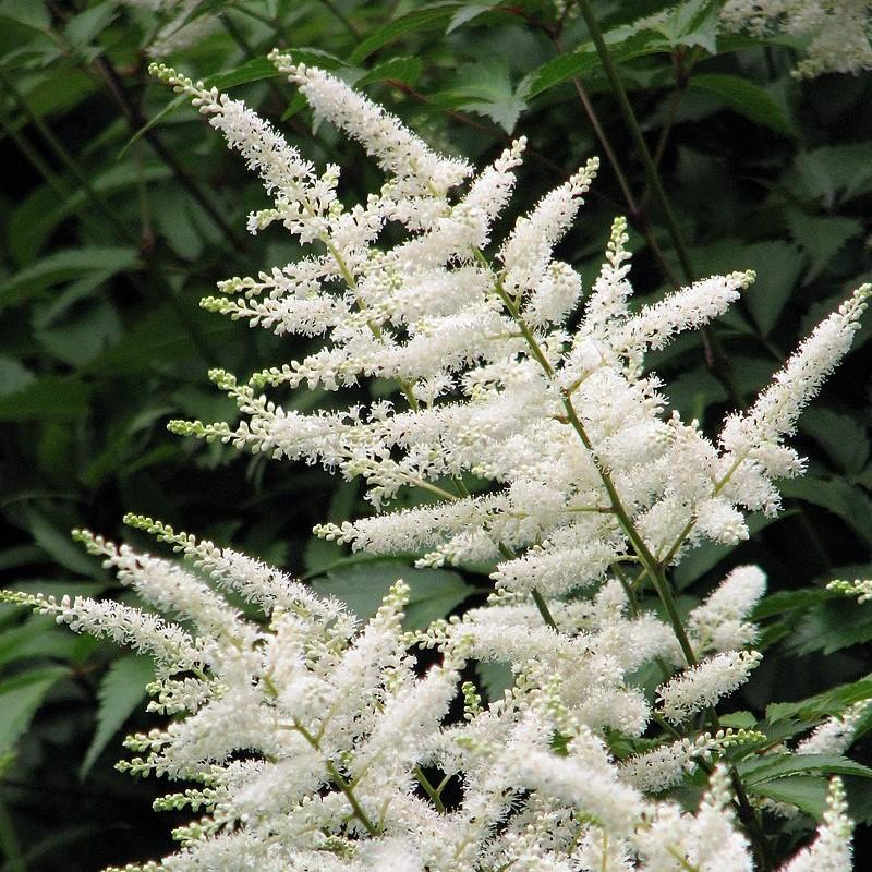 Astilbe japonica - Deutschland Japanese Astilbe