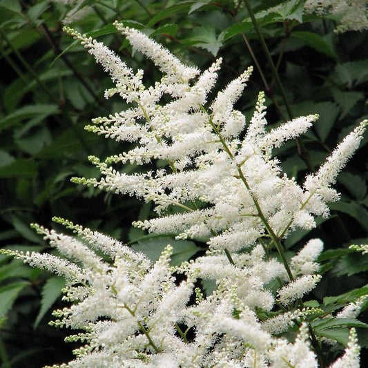 Astilbe japonica - Deutschland Japanese Astilbe