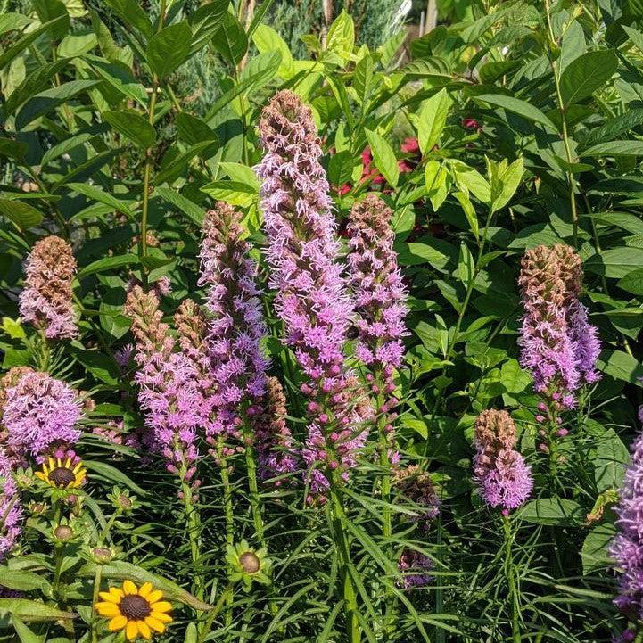 Liatris spicata - Kobold Original Blazing Star