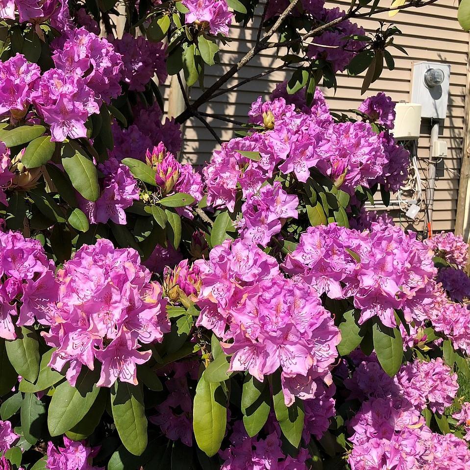 Rhododendron - English Roseum Rhododendron