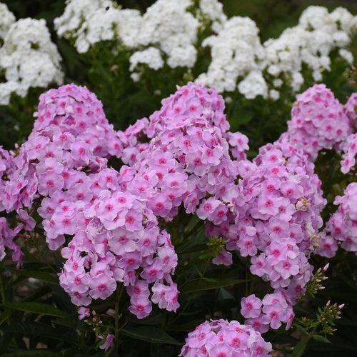 Phlox paniculata - Luminary® Opalescence Phlox