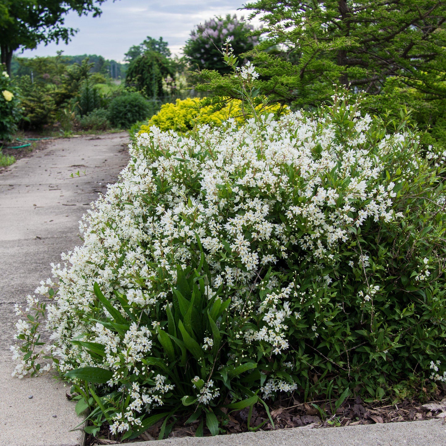 Deutzia gracilis - Dwarf Nikko Deutzia