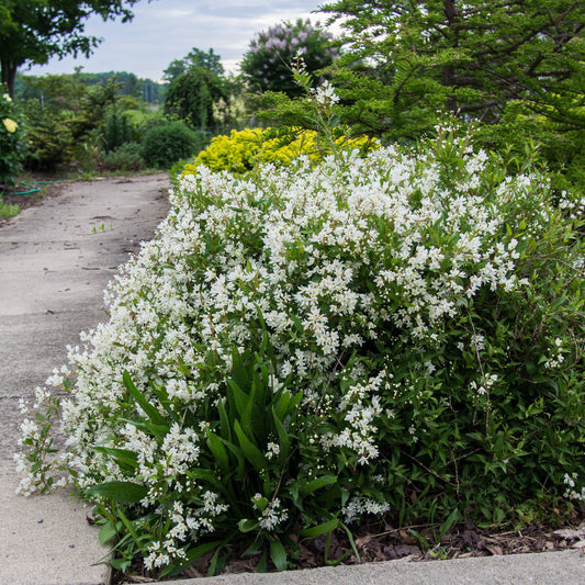 Deutzia gracilis - Dwarf Nikko Deutzia