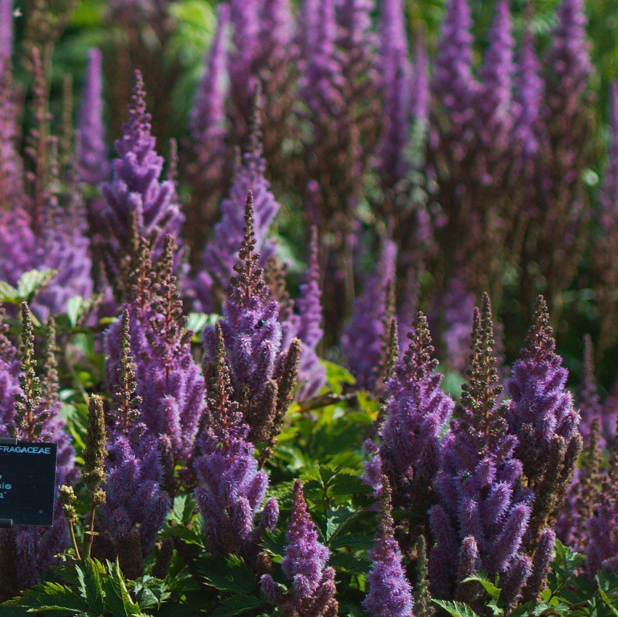 Astilbe chinensis - Pumila Chinese Astilbe