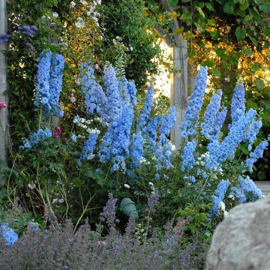 Delphinium x - New Millennium™ Blue Lace Delphinium