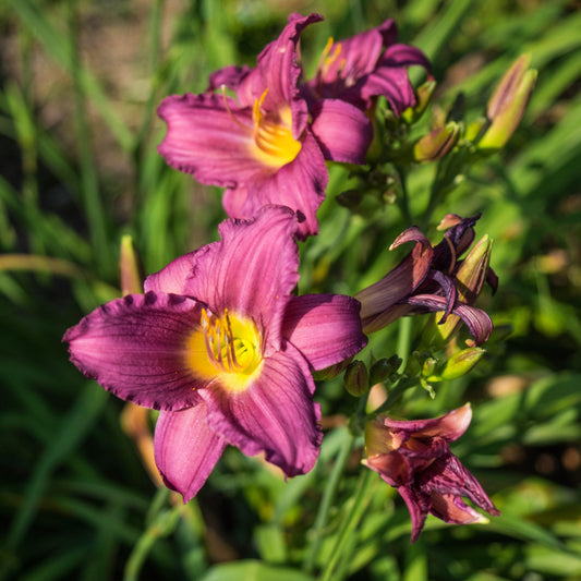 Hemerocallis x - Little Grapette Daylily
