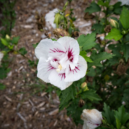 Hibiscus syriacus - First Editions® Bali™ Hibiscus