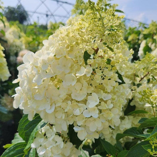 Hydrangea paniculata - Love-A-Lot™ Pink Hydrangea