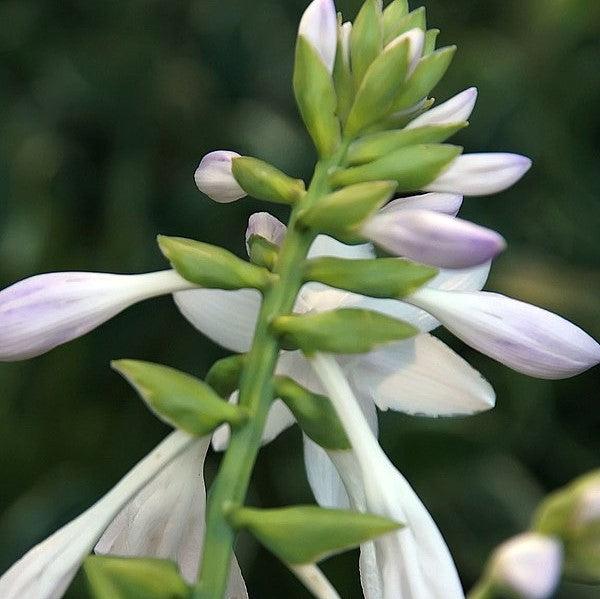 Hosta - Fragrant Bouquet Hosta