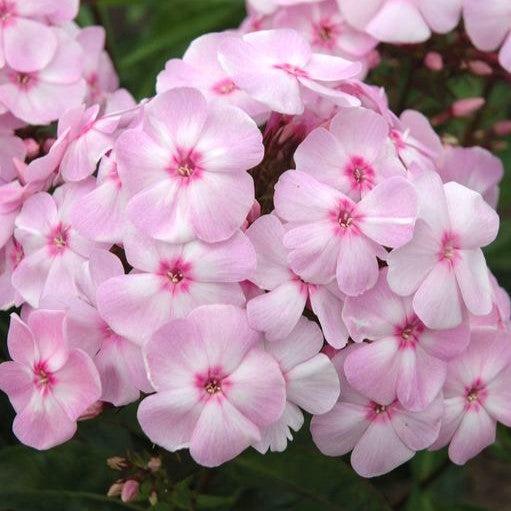 Phlox paniculata - First Editions® Cotton Candy™ Phlox