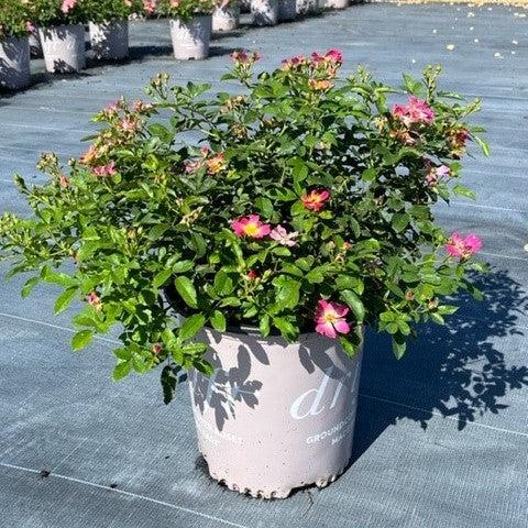 Rosa - Pink Drift® Rose
