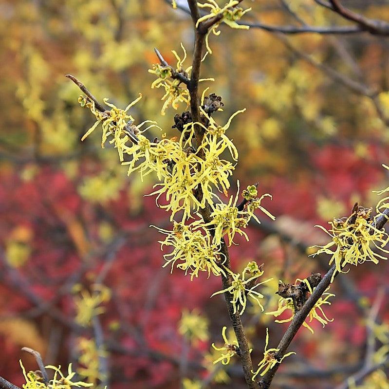 Hamamelis virginiana  - Harvest Moon Witch Hazel