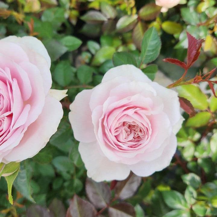 Rosa  - Silas Marner® Rose