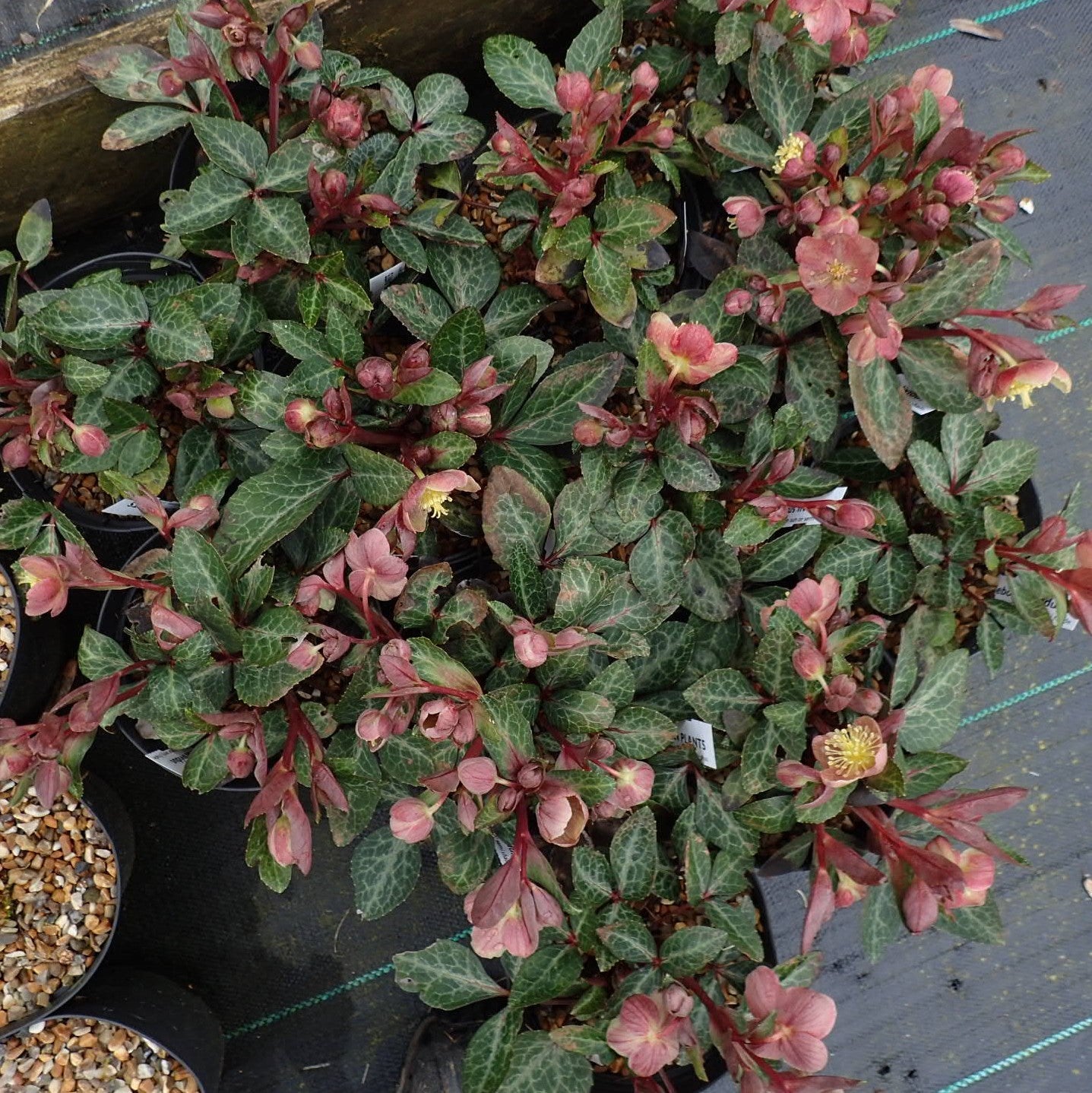 Helleborus x hybridus  - FrostKiss™ Pippa's Purple Lenten Rose
