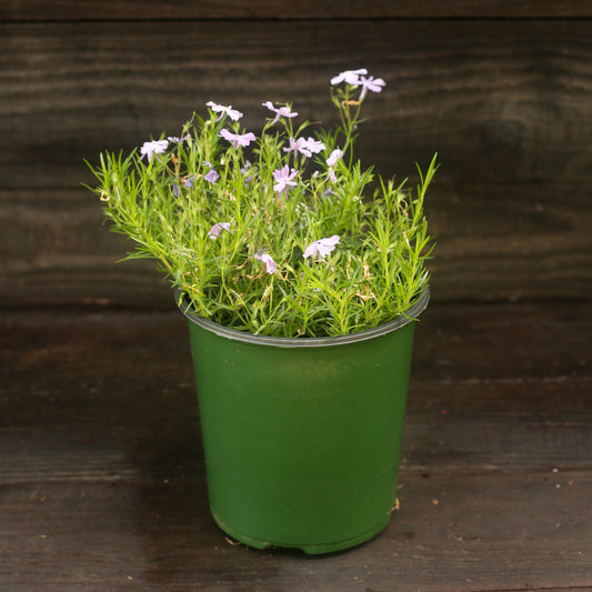 Phlox subulata - Emerald Blue Creeping Phlox