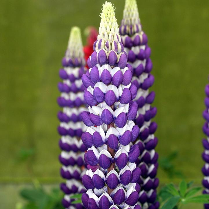 Lupinus polyphyllus - Westcountry™ Blacksmith Lupine