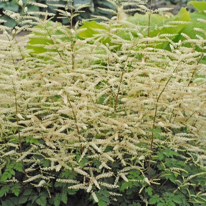 Aruncus x - Misty Lace Goat's Beard
