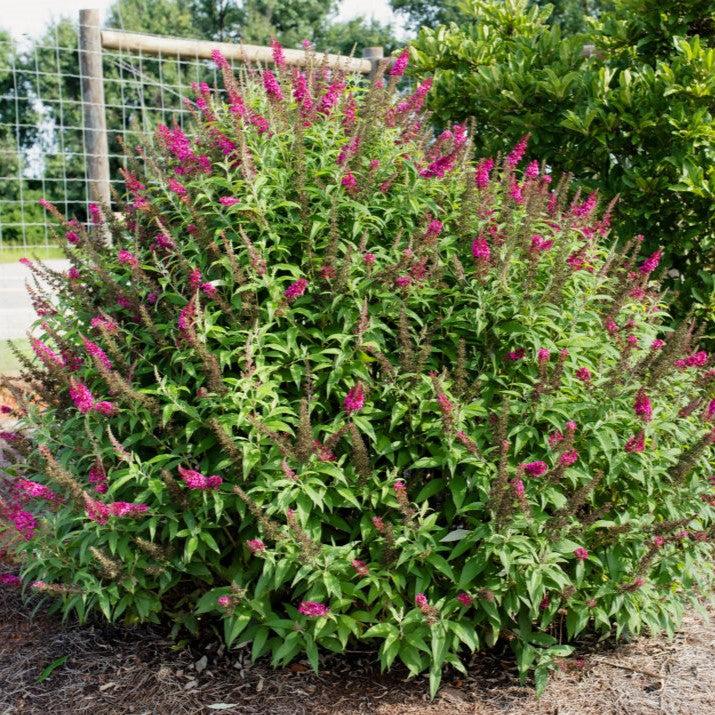 Buddleia davidii - First Editions® Funky Fuchsia™ Butterfly Bush