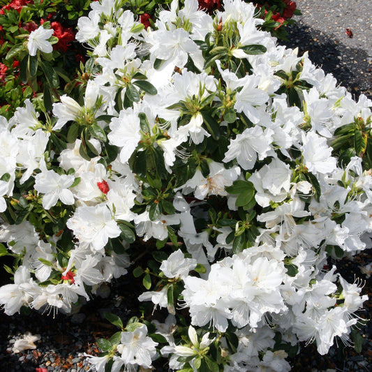 Rhododendron - Delaware Valley White Azalea