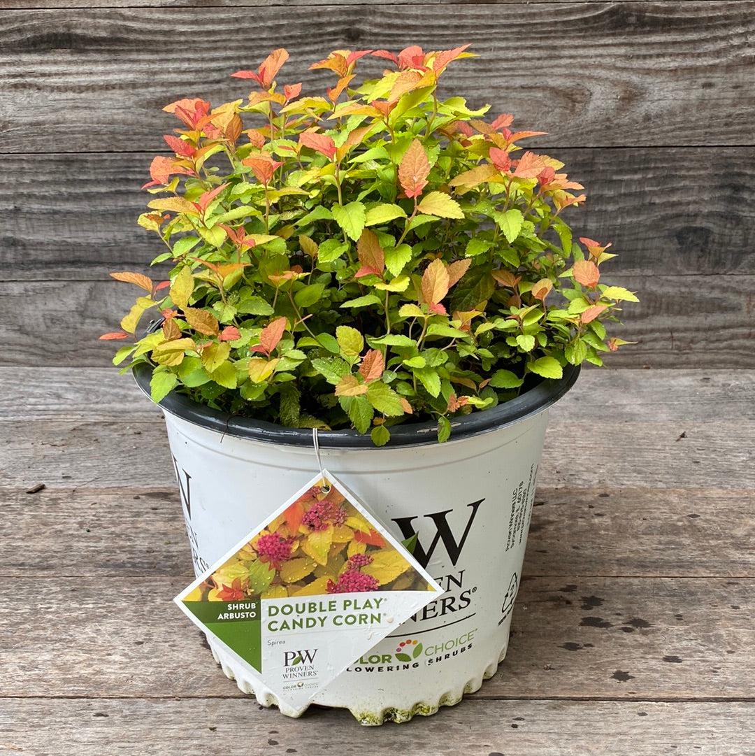 Spiraea japonica - Double Play® Candy Corn® Spirea