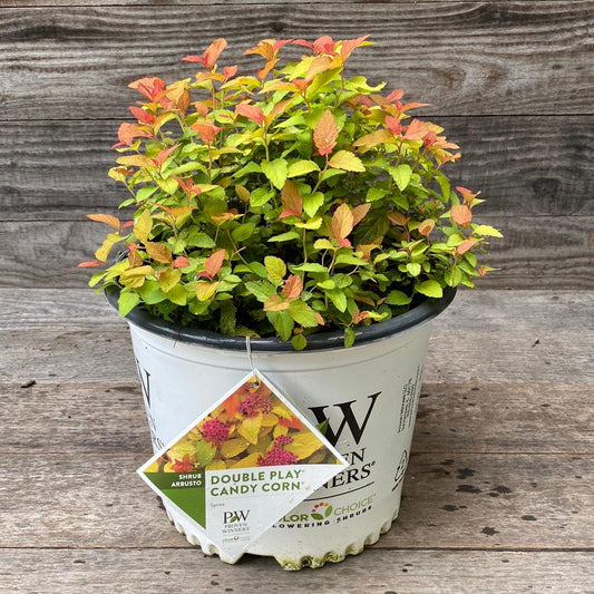 Spiraea japonica - Double Play® Candy Corn® Spirea