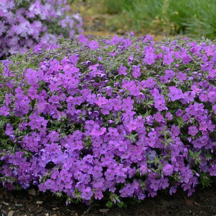 Phlox x - PW® Purple Sprite Phlox