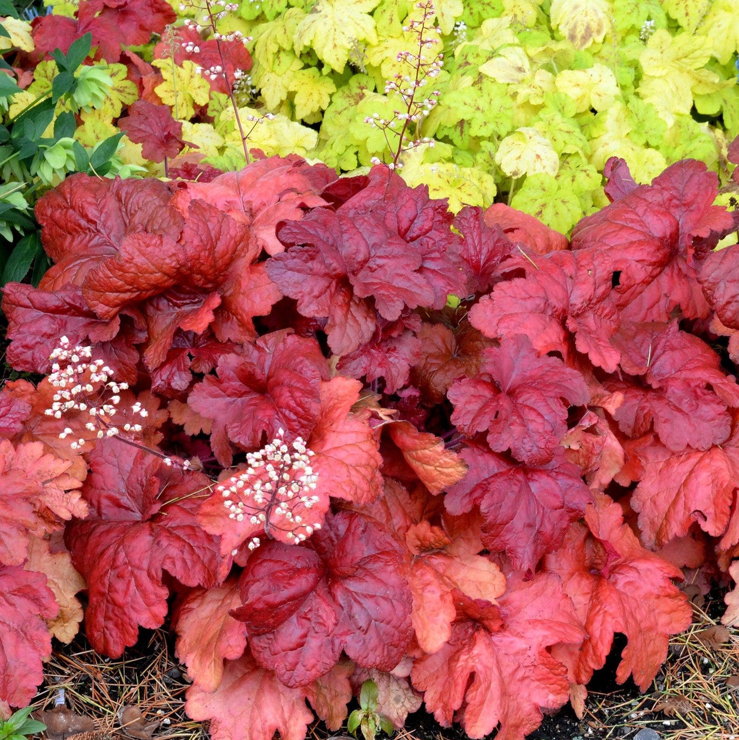 Heuchera x - Fire Alarm Heuchera