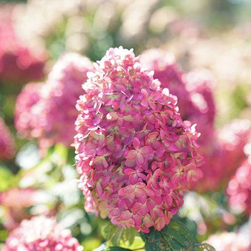 Hydrangea paniculata - Proven Winners® Limelight Prime® Hydrangea