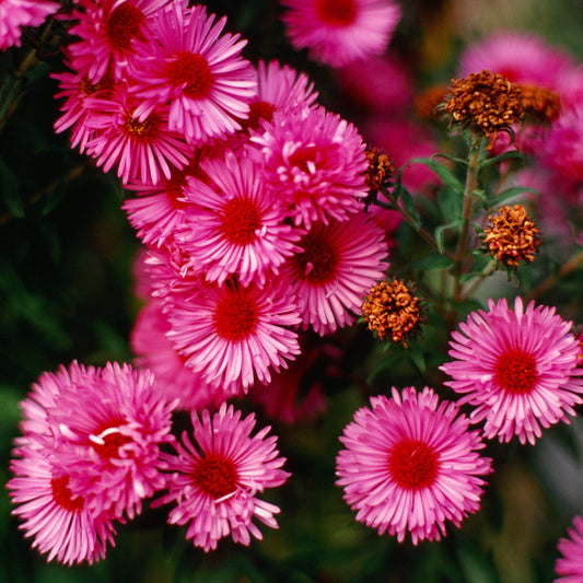 Aster novae-angliae - Vibrant Dome New England Aster