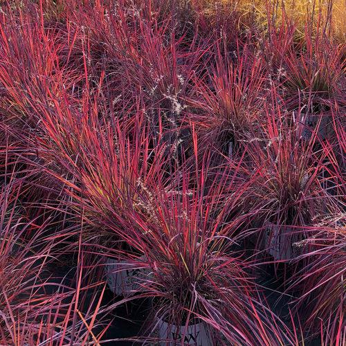 Schizachyrium scoparium - 'Blue Paradise' Little Bluestem