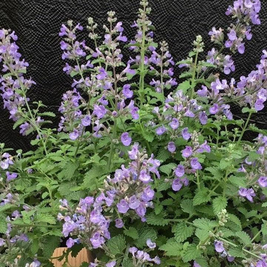 Nepeta x faassenii - SylvesterBlue™ Catmint