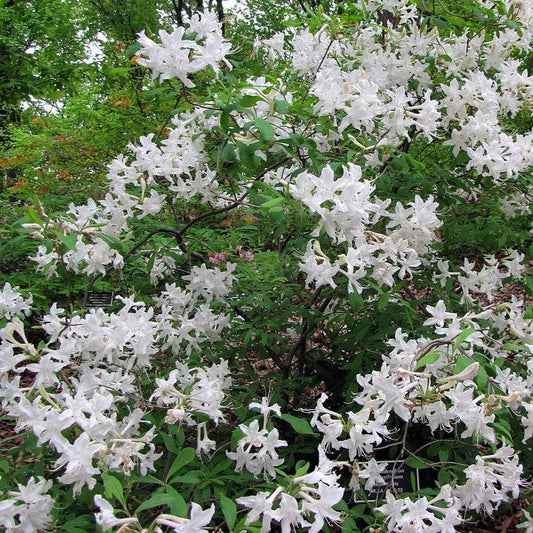 Azalea viscosum  - Swamp Azalea