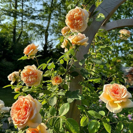Rosa - Bathsheba Climbing Rose