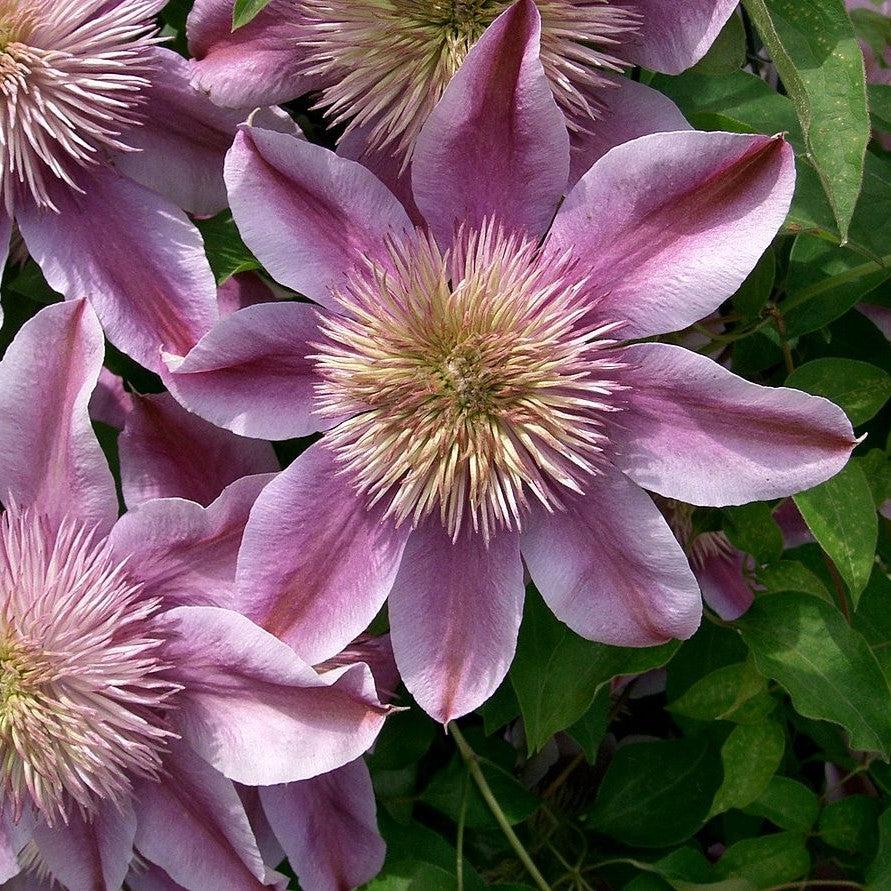 Clematis - Josephine™ Clematis