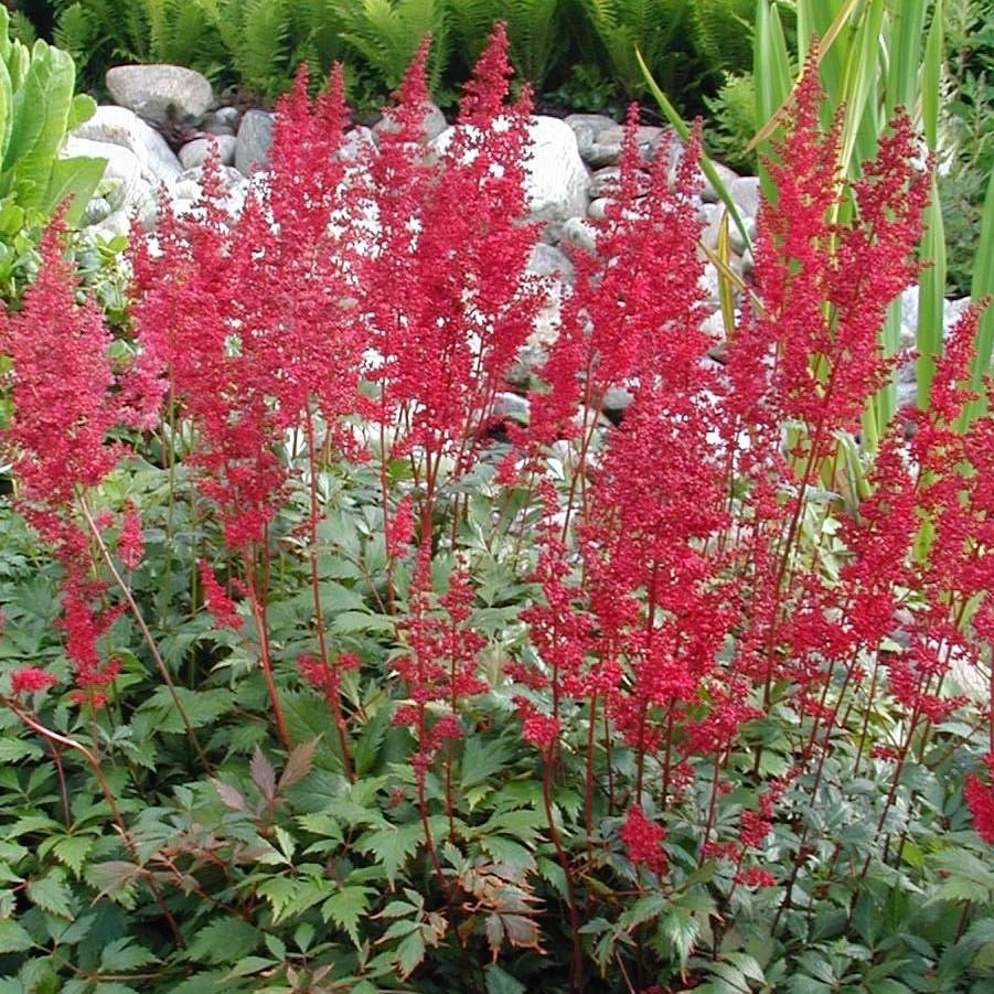 Astilbe x arendsii - Fanal Astilbe