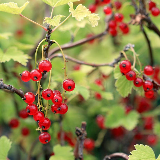 Ribes rubrum - Red Lake Red Currant