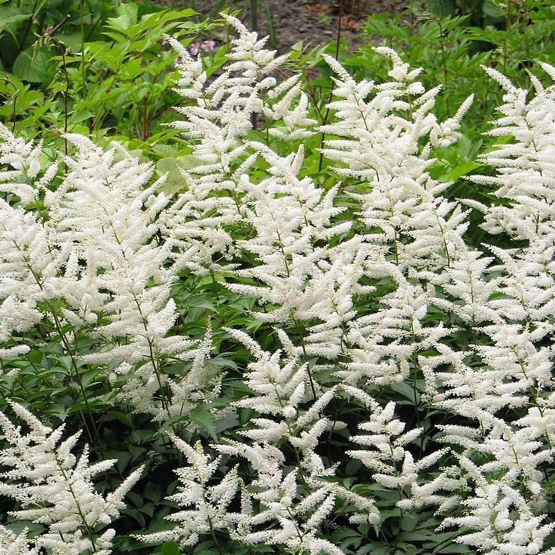 Astilbe japonica - Deutschland Japanese Astilbe