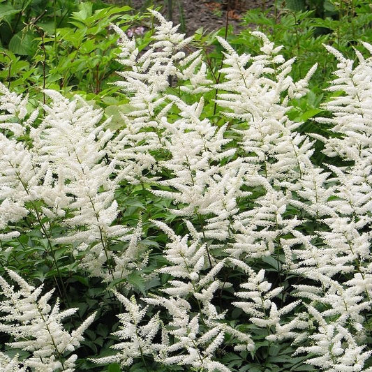 Astilbe japonica - Deutschland Japanese Astilbe