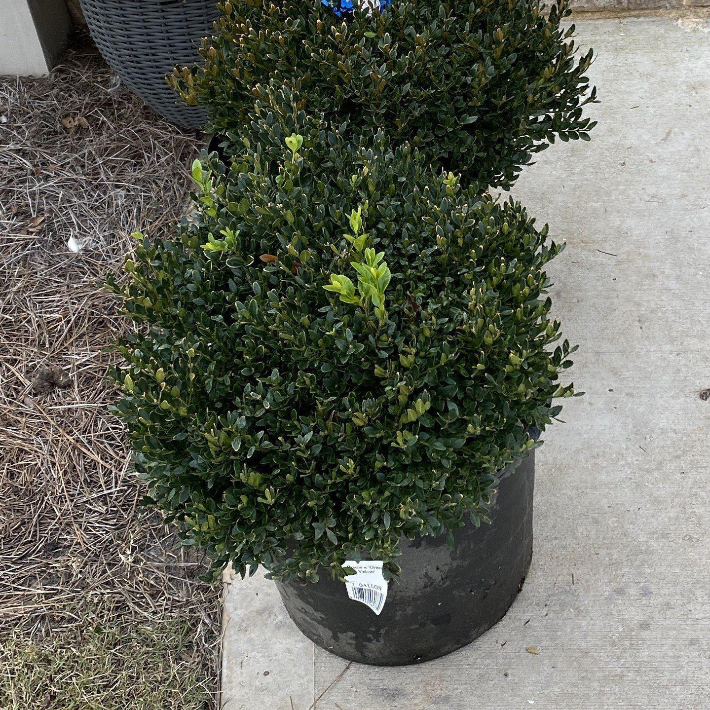 Buxus - Green Velvet Boxwood